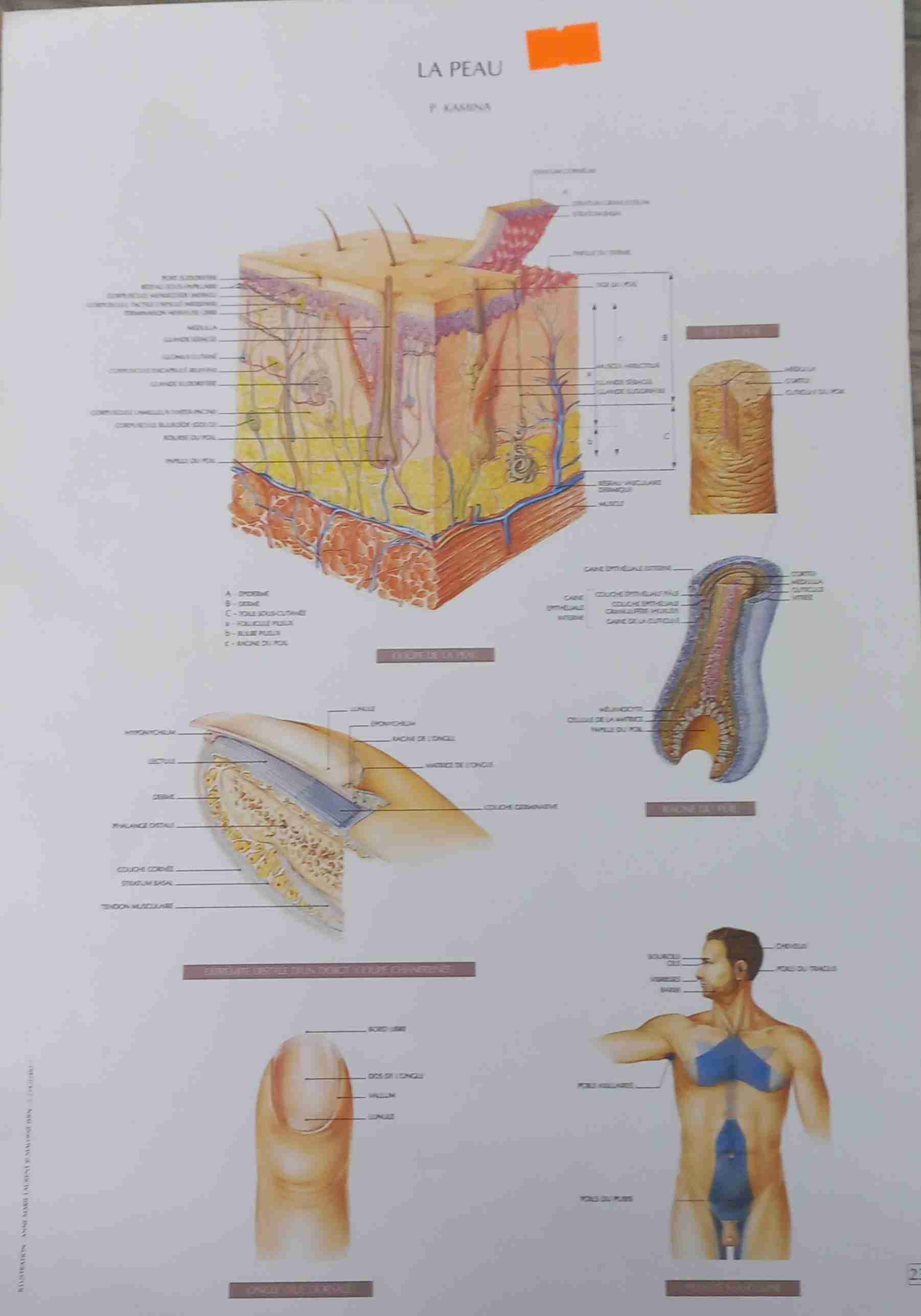 Librairie Bouarroudj - ألواح طبية